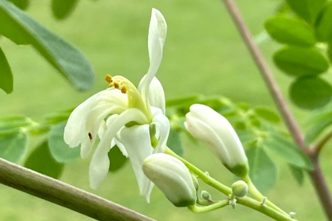 辣木(Moringa) ，原產於印度北部的喜馬拉雅山腳下，但是今天被廣泛種植於印度以及亞洲國家、南太平洋島嶼、非洲國家、西印度群島，以及中南美洲的熱帶和亞熱帶地區。辣木又被美稱為「奇蹟之樹」，因為它可以在荒涼的乾燥地區生長；生長快速，一年可以生長５公尺；而且終年常綠，生命力非常旺盛，而且營養豐富，富含蛋白質、維生素與礦物質。辣木全身上下的部位，包括葉子、種子、花朵、根部、樹皮都可以利用，而且發揮的功能各自不同而多樣，所以被當成多用途之寶的珍貴樹木。 辣木的食用機能早在一千年前印度阿育吠陀一書之中就有記載，傳統認為對氣喘、對抗糖尿病與幫助哺乳有效，近年來也被世界各國的科學研究證實其功效，因此辣木近年來很流行加入青汁、或是做為營養補充品、茶飲、辣木抹茶和運用辣木油的多種美容產品，是歐美與日本所稱讚的一種超級食物，也是FAO推廣的一種傳統作物。此外，辣木不但應用價值高，因為其生長快速、抗旱、容易栽種，吸收碳的能力特別強，所以是一種對環境永續非常友善的經濟作物。