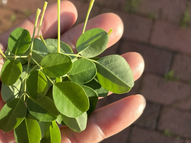 辣木(Moringa) ，原產於印度北部的喜馬拉雅山腳下，但是今天被廣泛種植於印度以及亞洲國家、南太平洋島嶼、非洲國家、西印度群島，以及中南美洲的熱帶和亞熱帶地區。辣木又被美稱為「奇蹟之樹」，因為它可以在荒涼的乾燥地區生長；生長快速，一年可以生長５公尺；而且終年常綠，生命力非常旺盛，而且營養豐富，富含蛋白質、維生素與礦物質。辣木全身上下的部位，包括葉子、種子、花朵、根部、樹皮都可以利用，而且發揮的功能各自不同而多樣，所以被當成多用途之寶的珍貴樹木。 辣木的食用機能早在一千年前印度阿育吠陀一書之中就有記載，傳統認為對氣喘、對抗糖尿病與幫助哺乳有效，近年來也被世界各國的科學研究證實其功效，因此辣木近年來很流行加入青汁、或是做為營養補充品、茶飲、辣木抹茶和運用辣木油的多種美容產品，是歐美與日本所稱讚的一種超級食物，也是FAO推廣的一種傳統作物。此外，辣木不但應用價值高，因為其生長快速、抗旱、容易栽種，吸收碳的能力特別強，所以是一種對環境永續非常友善的經濟作物。