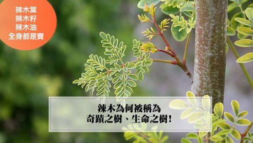 辣木(Moringa) ，原產於印度北部的喜馬拉雅山腳下，但是今天被廣泛種植於印度以及亞洲國家、南太平洋島嶼、非洲國家、西印度群島，以及中南美洲的熱帶和亞熱帶地區。辣木又被美稱為「奇蹟之樹」，因為它可以在荒涼的乾燥地區生長；生長快速，一年可以生長５公尺；而且終年常綠，生命力非常旺盛，而且營養豐富，富含蛋白質、維生素與礦物質。辣木全身上下的部位，包括葉子、種子、花朵、根部、樹皮都可以利用，而且發揮的功能各自不同而多樣，所以被當成多用途之寶的珍貴樹木。 辣木的食用機能早在一千年前印度阿育吠陀一書之中就有記載，傳統認為對氣喘、對抗糖尿病與幫助哺乳有效，近年來也被世界各國的科學研究證實其功效，因此辣木近年來很流行加入青汁、或是做為營養補充品、茶飲、辣木抹茶和運用辣木油的多種美容產品，是歐美與日本所稱讚的一種超級食物，也是FAO推廣的一種傳統作物。此外，辣木不但應用價值高，因為其生長快速、抗旱、容易栽種，吸收碳的能力特別強，所以是一種對環境永續非常友善的經濟作物。