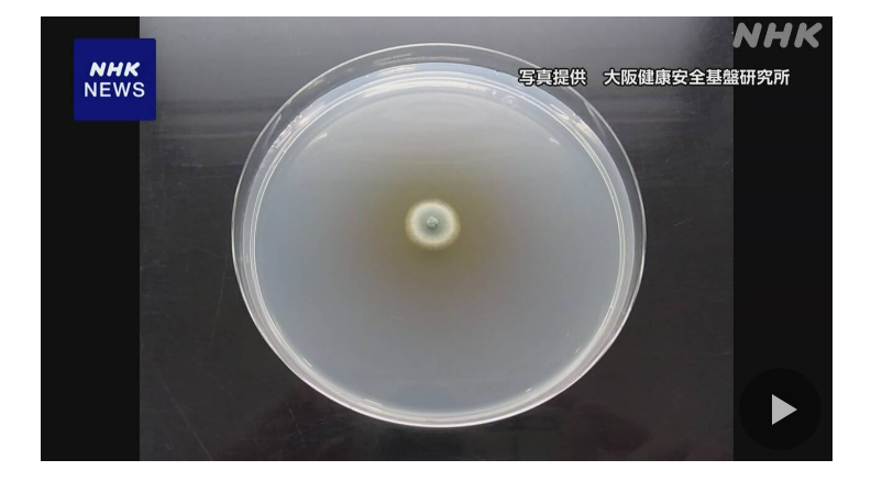 紅麴具有降低血脂、降低膽固醇（尤其是LDL，低密度脂蛋白膽固醇）、降血壓、降血糖、防癌、預防老人癡呆等功效。
如今，全世界的科學界投入大量針對紅麴健康效果的研究，尤其以台灣大學的潘子明教授研究最為突出與透徹，市場上各種紅麴膠囊、大紅麴、紅麴納豆等產品發展迅速，所以台灣在研究紅麴的科學與應用方面，在全世界看來都算是非常突出的成就，相當值得台灣驕傲。紅麴也常與納豆萃取物或是魚油組合為保護心血管的保健配方。