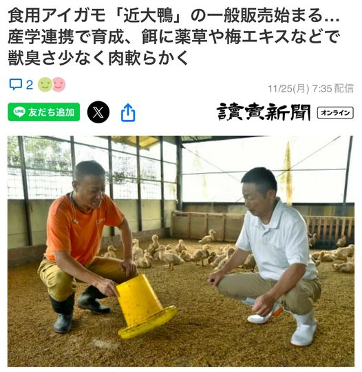 以農業創新聞名的日本近畿大學，之前養殖黑鮪魚非常成功，讓黑鮪魚可以用非常便宜的價格供應學生食堂而大受歡迎。如今又將養殖成果拓展到了食用鴨的領域。